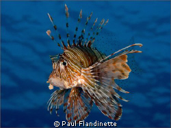 I spent a fascinating hour or so with a group of lionfish... by Paul Flandinette 